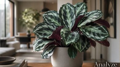Calathea