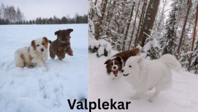 Valplekar