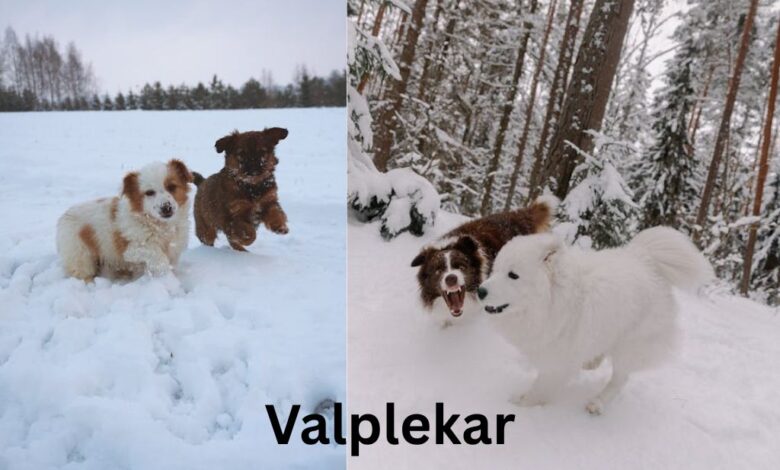 Valplekar