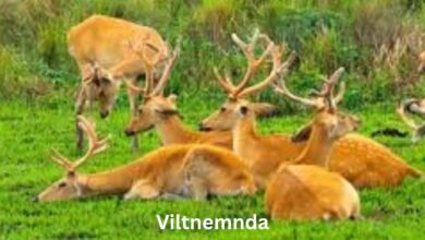 viltnemnda