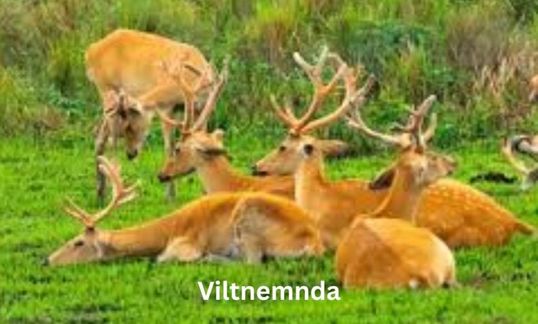 viltnemnda